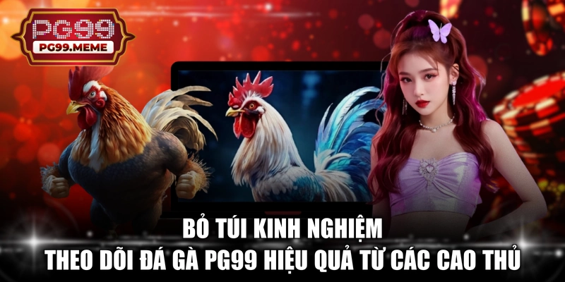 Bỏ túi kinh nghiệm theo dõi đá gà PG99 hiệu quả từ các cao thủ
